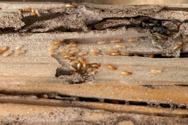 Pest Control Cost in Tatamy, PA